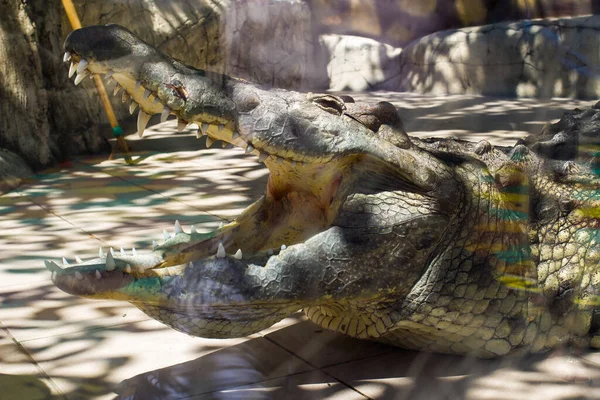 Szocsi Oroszország 2020 Július Show Krokodilokkal Riviéra Parkban — Stock Fotó