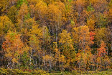 Sonbahar ormanının dokusu. Ekim, Kasım doğası. Yaprak döken Avrupa ormanı: huş, meşe, akçaağaç.