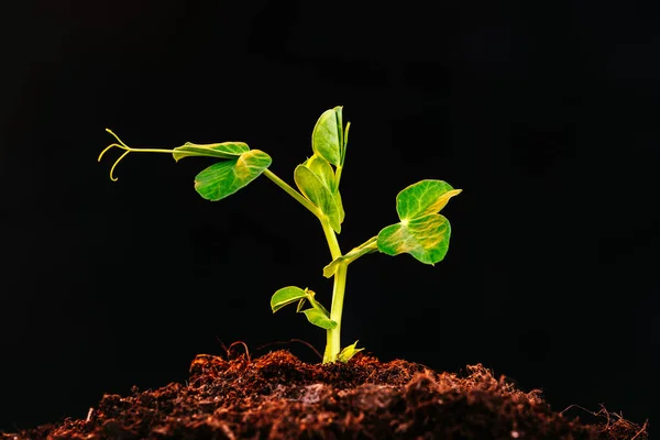 Brote Una Planta Frijol Sobre Fondo Oscuro Plántulas Tema Jardinería — Foto de Stock