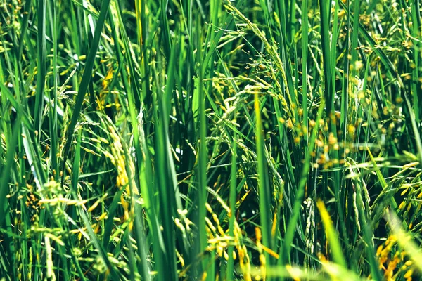 Imagen Del Campo Arroz Verde — Foto de Stock