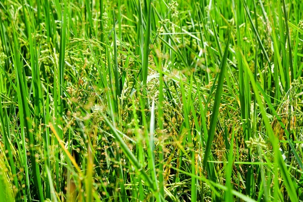 Fechar Campo Arroz Verde — Fotografia de Stock