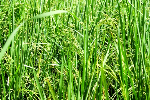 Close Green Rice Field — Stock Photo, Image