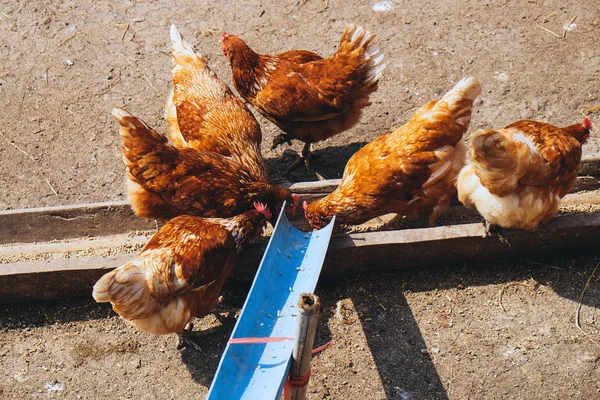 Agrícola Animais Fazenda Fazenda Frango — Fotografia de Stock