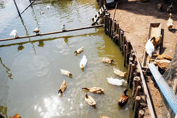 agricultural,farm animals, Chicken and duck farm