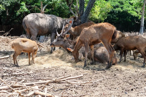 Ciervos Zoológico — Foto de Stock