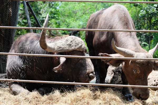 Buffalo Görüntü Üzerinde Kir — Stok fotoğraf