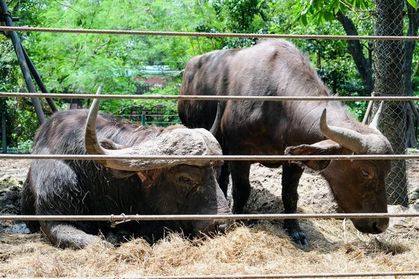 Szennyeződés Buffalo Képe — Stock Fotó