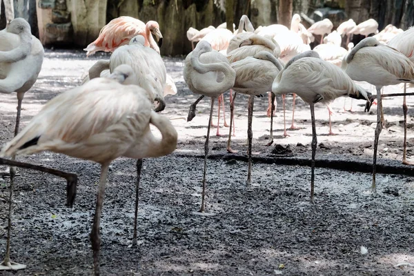 Büyük Flamingo Grup — Stok fotoğraf