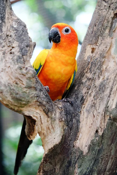 Güneş Conure Portresi — Stok fotoğraf