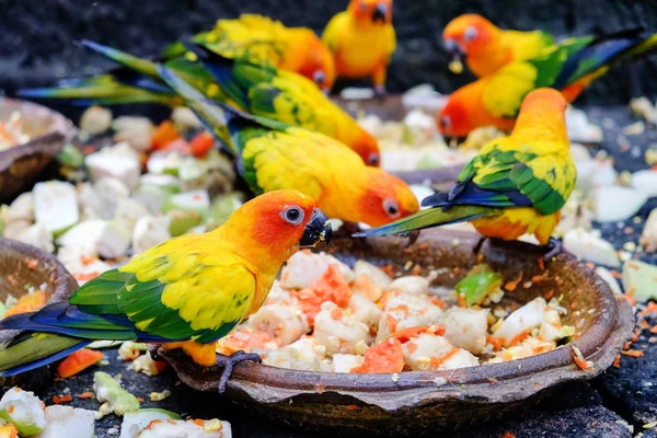 Slunce Conure Papouška Jíst Jídlo — Stock fotografie