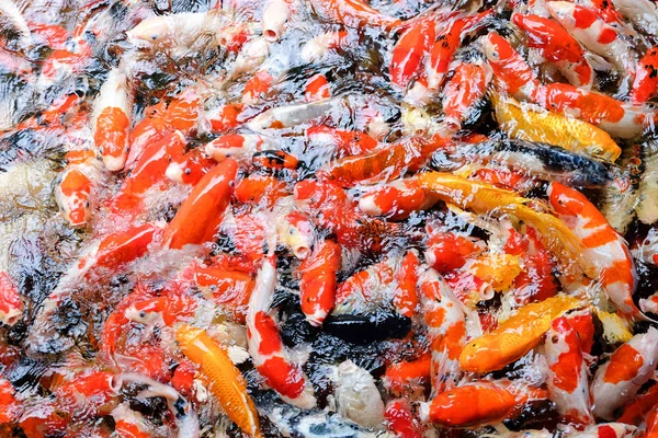 Colorful Koi Carp Fish Group Swimming Pond — Stock Photo, Image