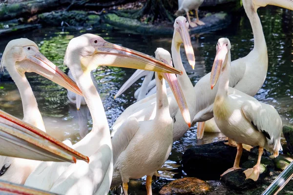 Büyük Beyaz Pelikan Hayvanat Bahçesi — Stok fotoğraf