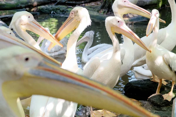 Velký Bílý Pelikán Zoo — Stock fotografie