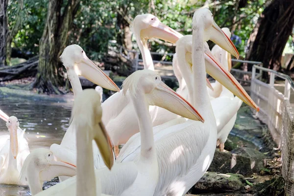 Büyük Beyaz Pelikan Hayvanat Bahçesi — Stok fotoğraf