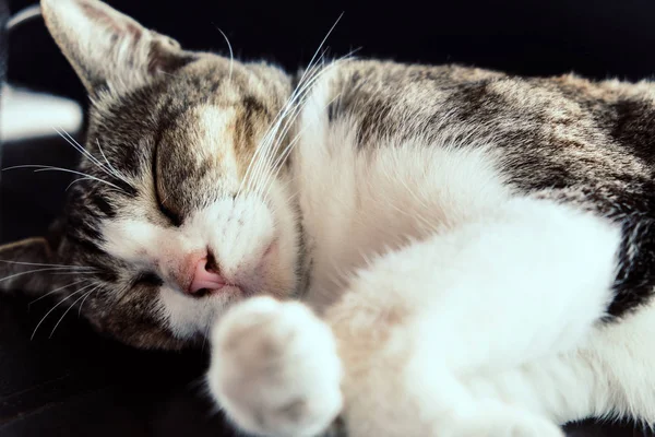 Tutup Gambar Kucing Lucu Yang Sedang Tidur — Stok Foto