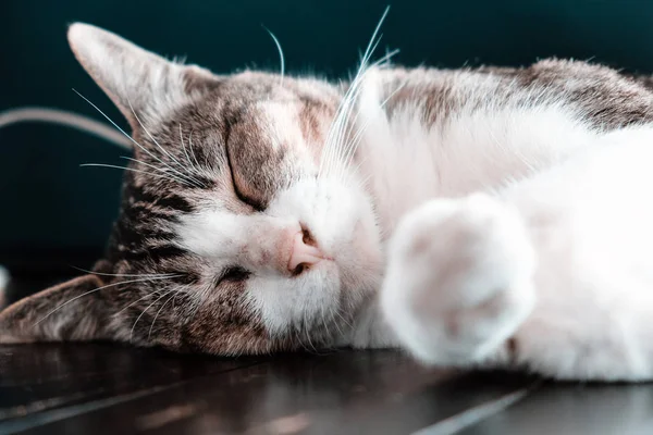Zblízka Obraz Roztomilé Kočky Spí — Stock fotografie