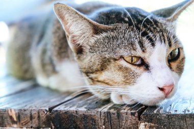 ahşap masanın üzerinde yatan kedi.