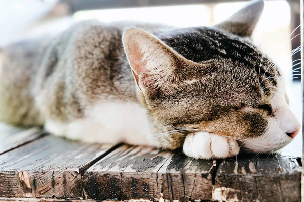 Kucing Berbaring Meja Kayu — Stok Foto