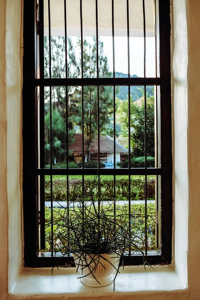 窗上的菊科植物 — 图库照片