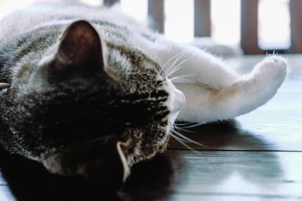 Foto Kitten Sedang Tidur — Stok Foto