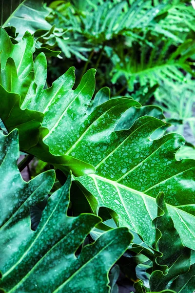 Frisch Grüne Blätter Hintergrund — Stockfoto