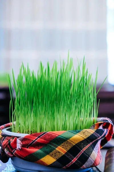 Bowl Fresh Green Grass — Stock Photo, Image