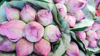 Lotus çiçek arka plan Buket