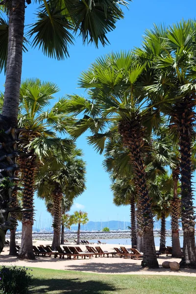 Palmy Plaży — Zdjęcie stockowe