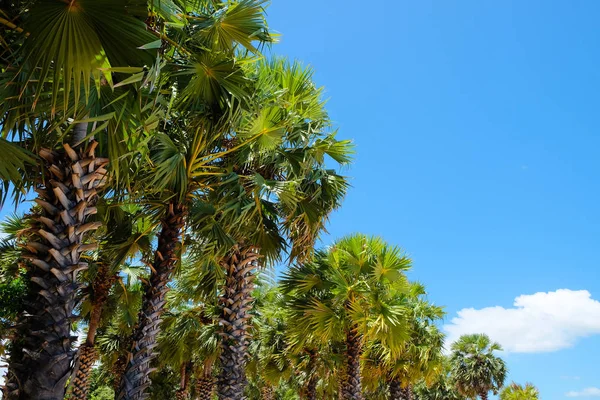 Palmbomen Tegen Een Prachtige Blauwe Lucht — Stockfoto