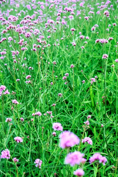 Verveine Violette Fleur Dans Jardin — Photo