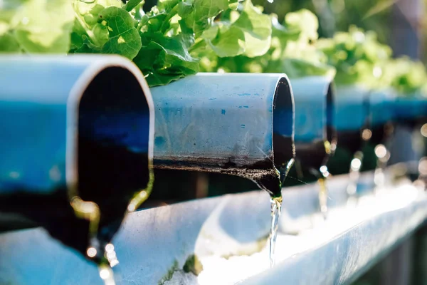 Image Hydroponics Vegetable Farm — Stock Photo, Image