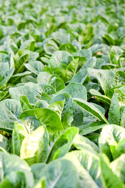 Image Hydroponics Vegetable Farm — Stock Photo, Image