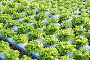 Hidrofonik sebze çiftliğinin görüntüsü