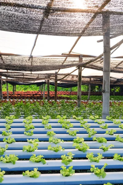 Afbeelding Van Hydroponics Groenteboerderij — Stockfoto