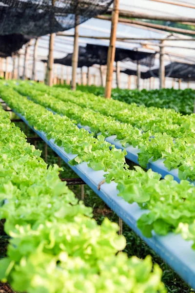 Afbeelding Van Hydroponics Groenteboerderij — Stockfoto