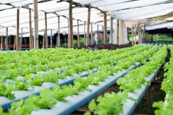 Image Hydroponics Vegetable Farm — Stock Photo, Image