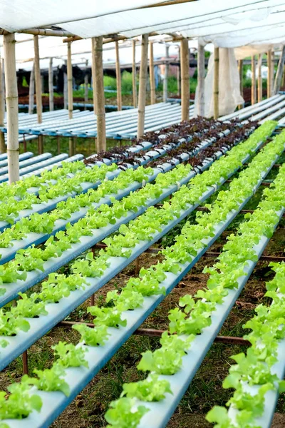Image Hydroponics Vegetable Farm — Stock Photo, Image