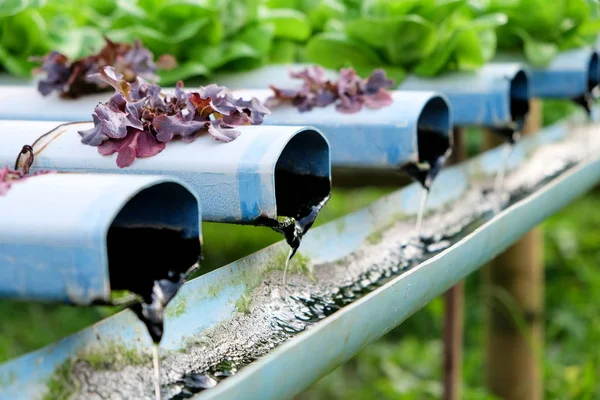 Image Hydroponics Vegetable Farm — Stock Photo, Image