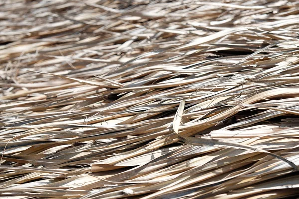 Detail Thatch Straw Roof Background — Stock Photo, Image