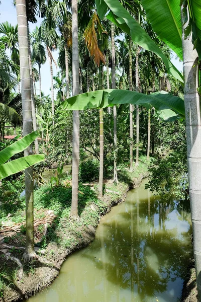 Betel Nuts Plantering Thailand — Stockfoto