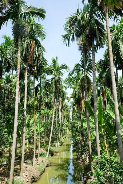 Betel Nuts Plantering Thailand — Stockfoto