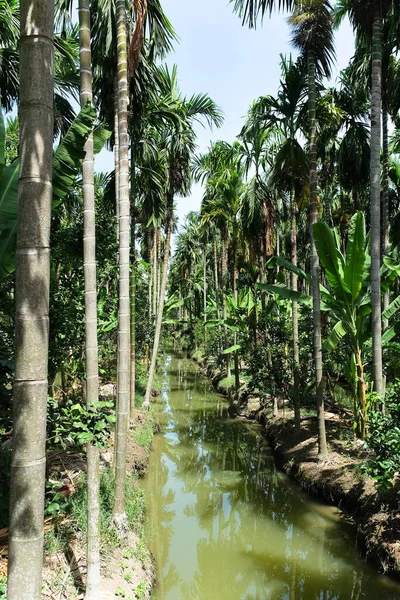 Betel Nuts Plantering Thailand — Stockfoto