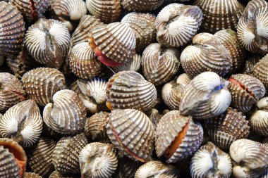 Taze Cockle 'ın görüntüsünü kapat 