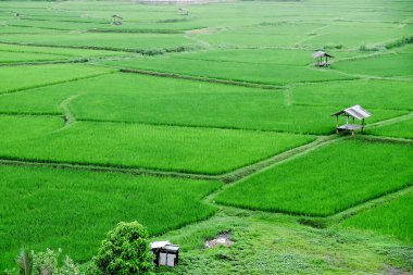 Nan 'ın Pua ilçesindeki Phuket tapınağındaki yeşil pirinç tarlasının manzarası, Tayland 