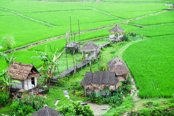 Tájkép Kilátás Zöld Rice Mező Phuket Templom Pua Kerület Nan — Stock Fotó