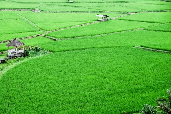 Nan Pua Ilçesindeki Phuket Tapınağındaki Yeşil Pirinç Tarlasının Manzarası Tayland — Stok fotoğraf
