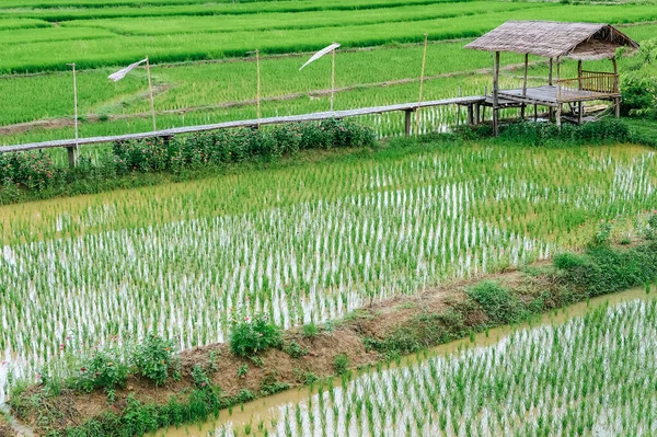 Verde Campo Arroz Província Nan Tailândia — Fotografia de Stock