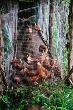 Çiftlik hayvanları, Tayland 'ın Nan bölgesindeki Pua bölgesinde geleneksel tavuk çiftliğinde tavuklar.
