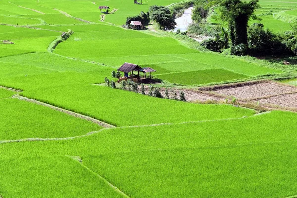 Landskapsutsikt Över Gröna Risfält Pua Distriktet Nan Provinsen Thailand — Stockfoto