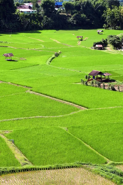Nan Ilinin Pua Ilçesindeki Yeşil Pirinç Tarlasının Manzarası Tayland — Stok fotoğraf